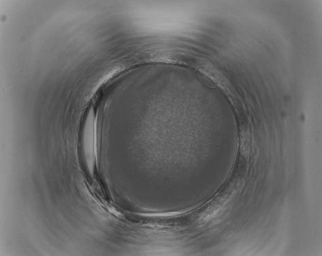 X0000088400434200706121239