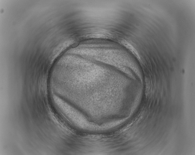 X0000088400482200706121239