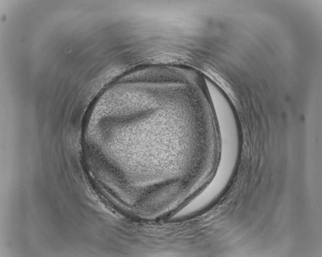 X0000088400485200706121239