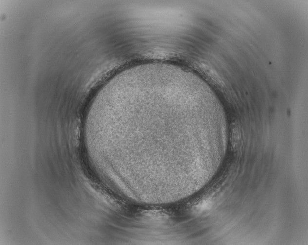 X0000088400544200706121237