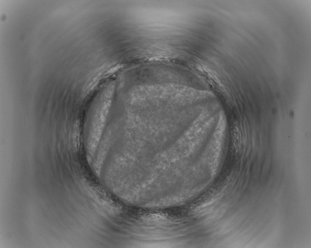 X0000088400594200706121237