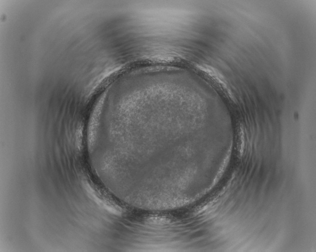 X0000088400596200706121237