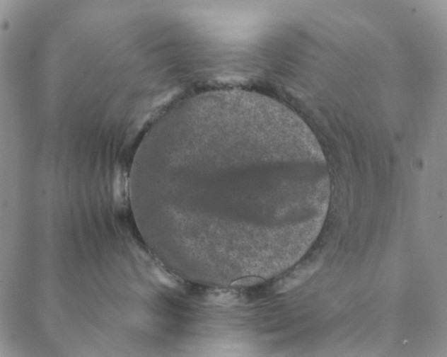 X0000088400624200706121236