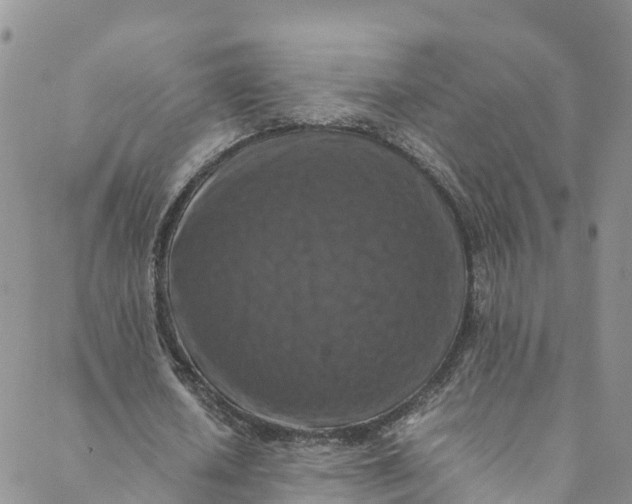 X0000088400626200706121236