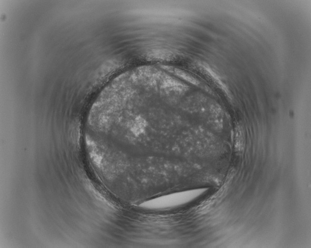 X0000088400637200706121236