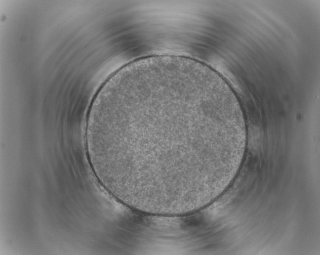 X0000088400856200706121233