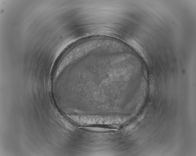 X0000088400924200706121231