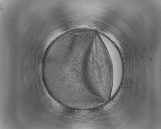 X0000088400991200706121230