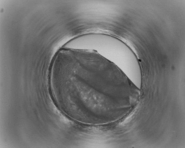 X0000088400995200706121230