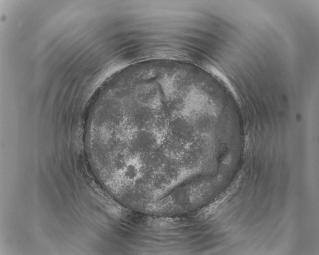 X0000088401019200706121229