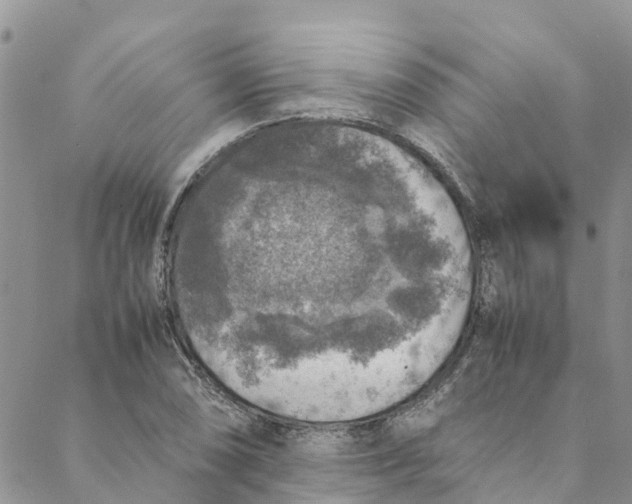 X0000088401074200706121229