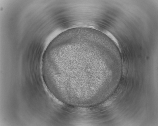 X0000088401096200706121229