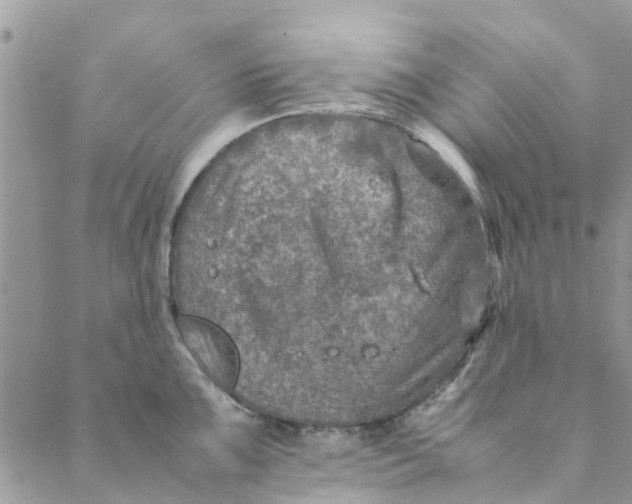 X0000088401099200706121229