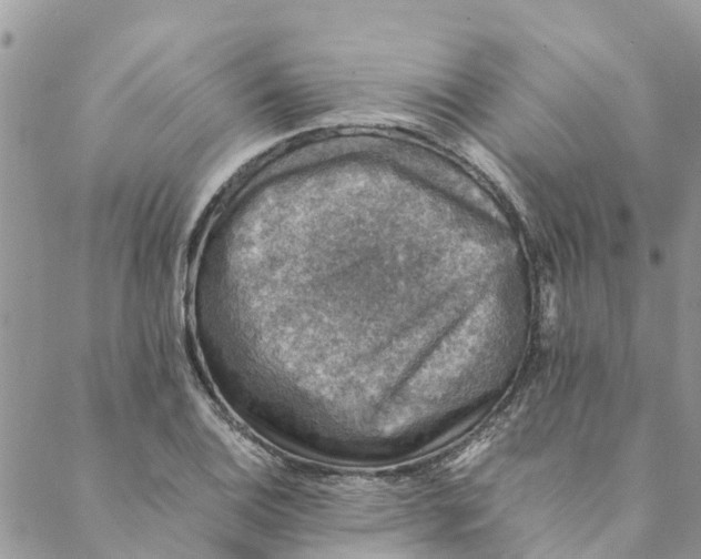 X0000088401124200706121228