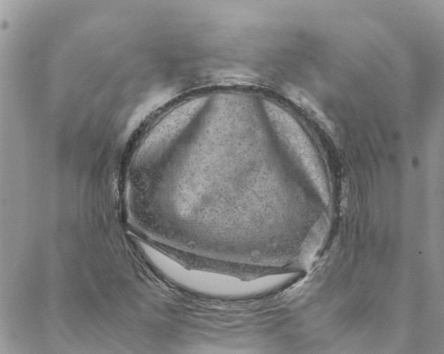 X0000088401261200706121226