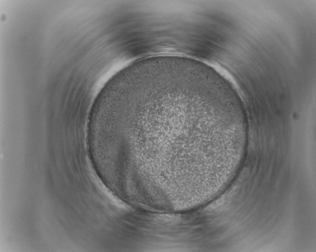 X0000088401333200706121225