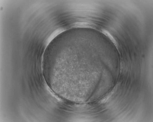 X0000088401386200706121224