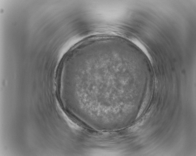 X0000088401485200706121222