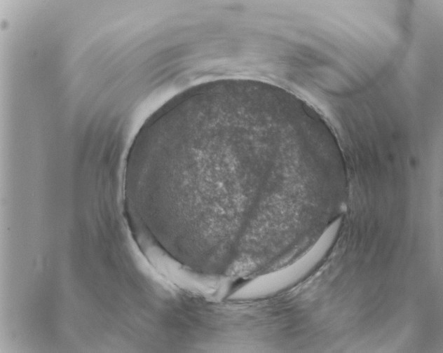 X0000088401528200706121222