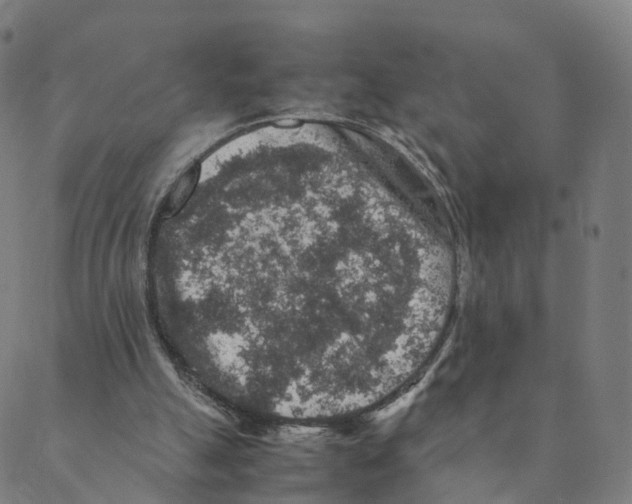 X0000088400055200706191407