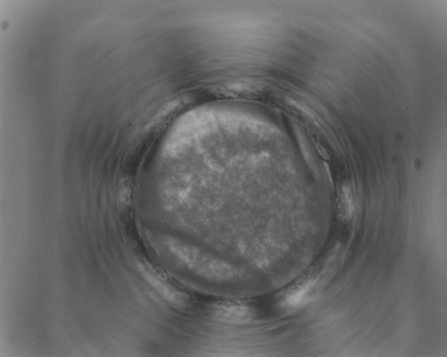 X0000088400284200706191405