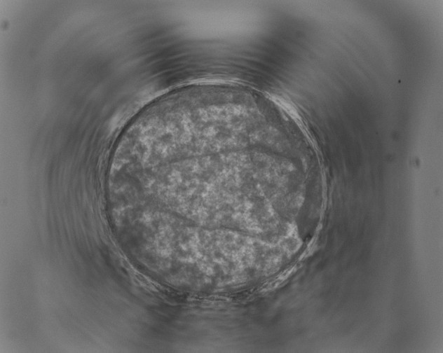 X0000088400337200706191403