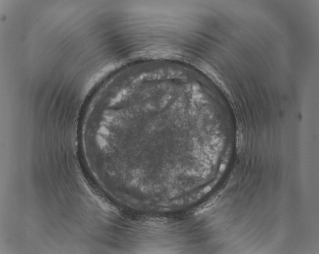 X0000088400438200706191401