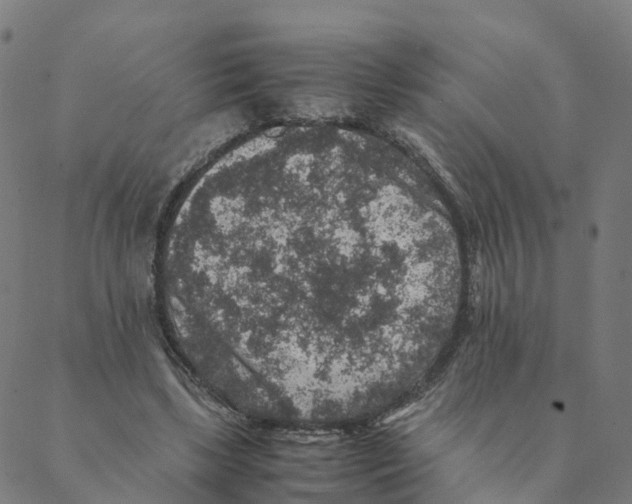 X0000088400443200706191401