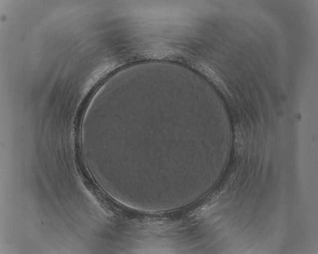 X0000088400626200706191358