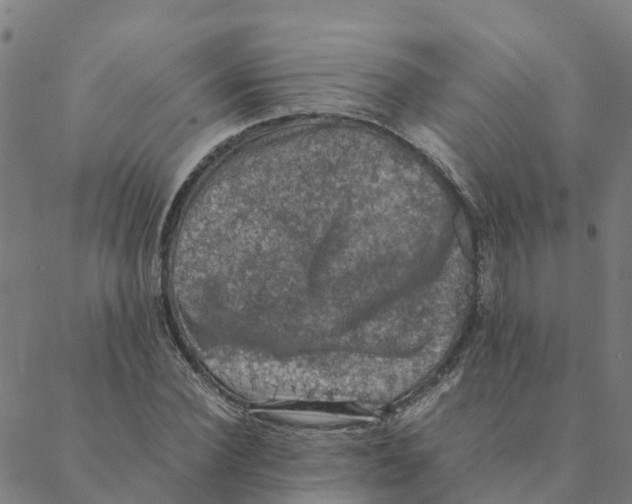 X0000088400924200706191354