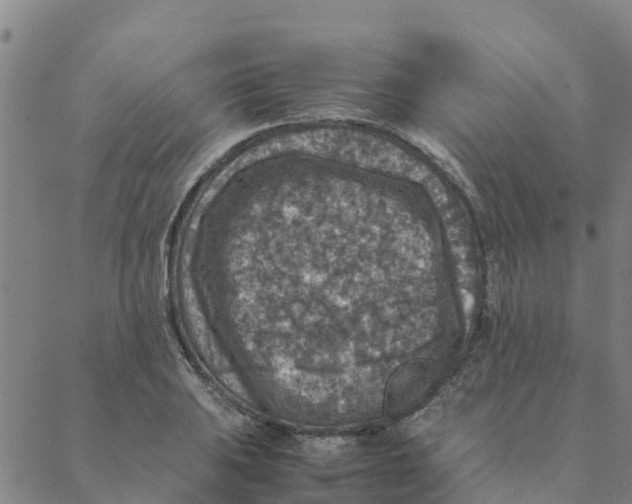 X0000088401031200706191352