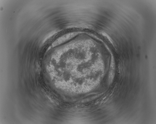 X0000088401064200706191352