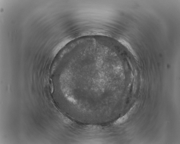 X0000088401081200706191351