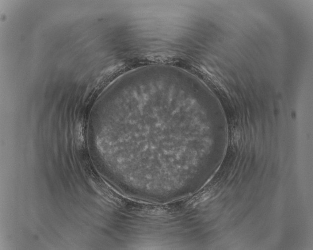 X0000088401106200706191350