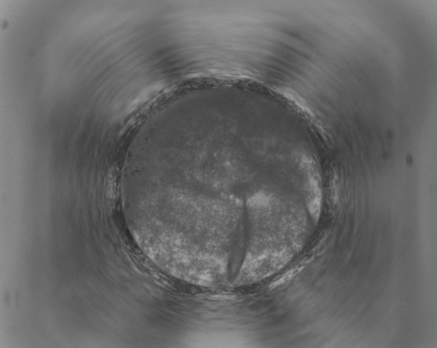 X0000088401110200706191350