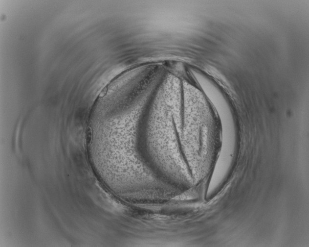 X0000088401177200706191350