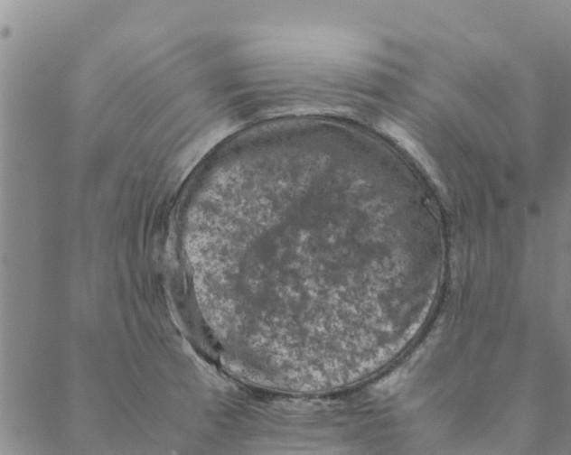 X0000088401185200706191350