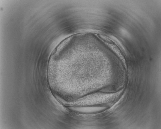 X0000088401244200706191349