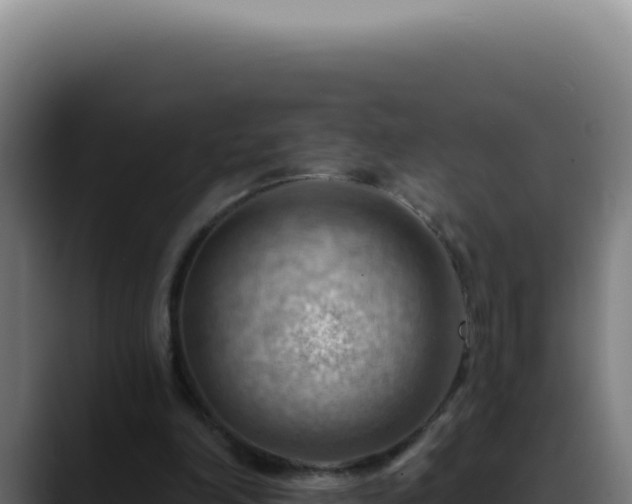 X0000088410198200705291456