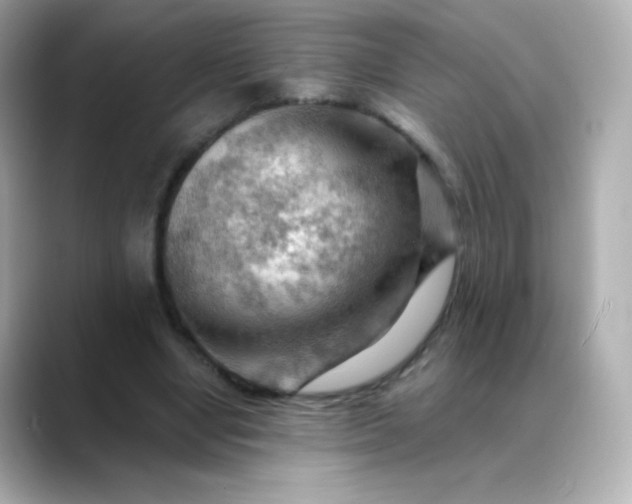 X0000088410442200706051156