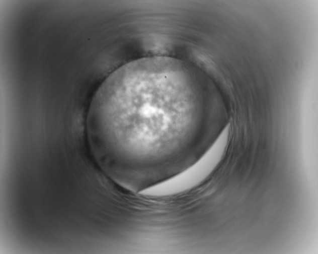 X0000088410466200706051157