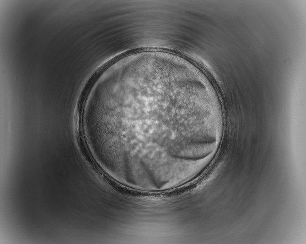 X0000088411125200706121409