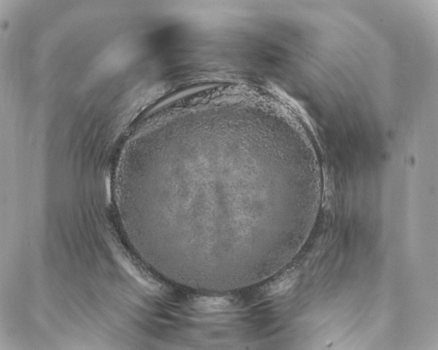 X0000088420061200705221232