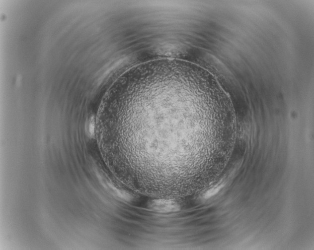 X0000088420095200705221233