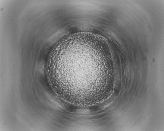 X0000088420266200705221229