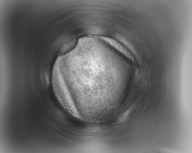 X0000088420062200706051219