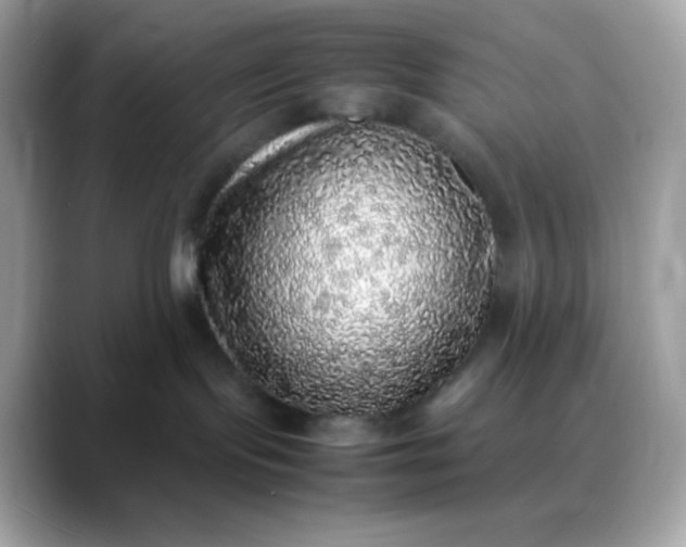 X0000088420095200706051219