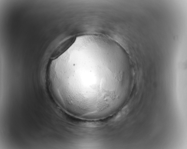 X0000088420103200706051219