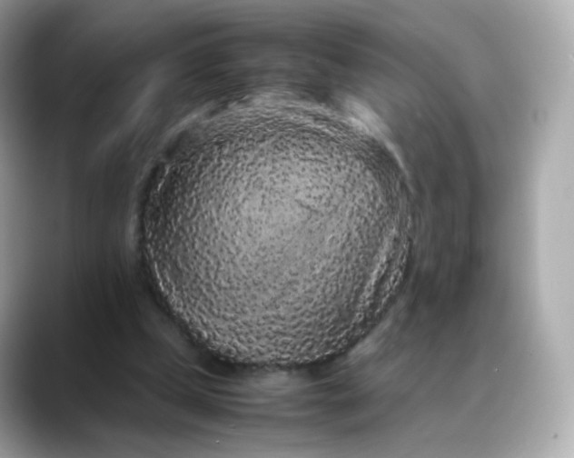 X0000088420249200706051217