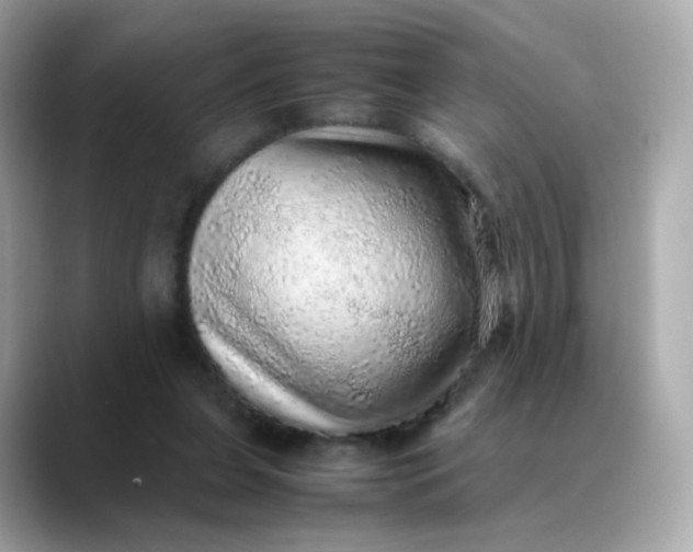 X0000088420255200706051217